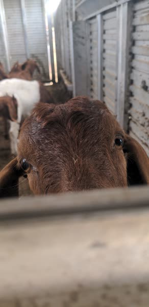 photo of a goat peeking over trailer