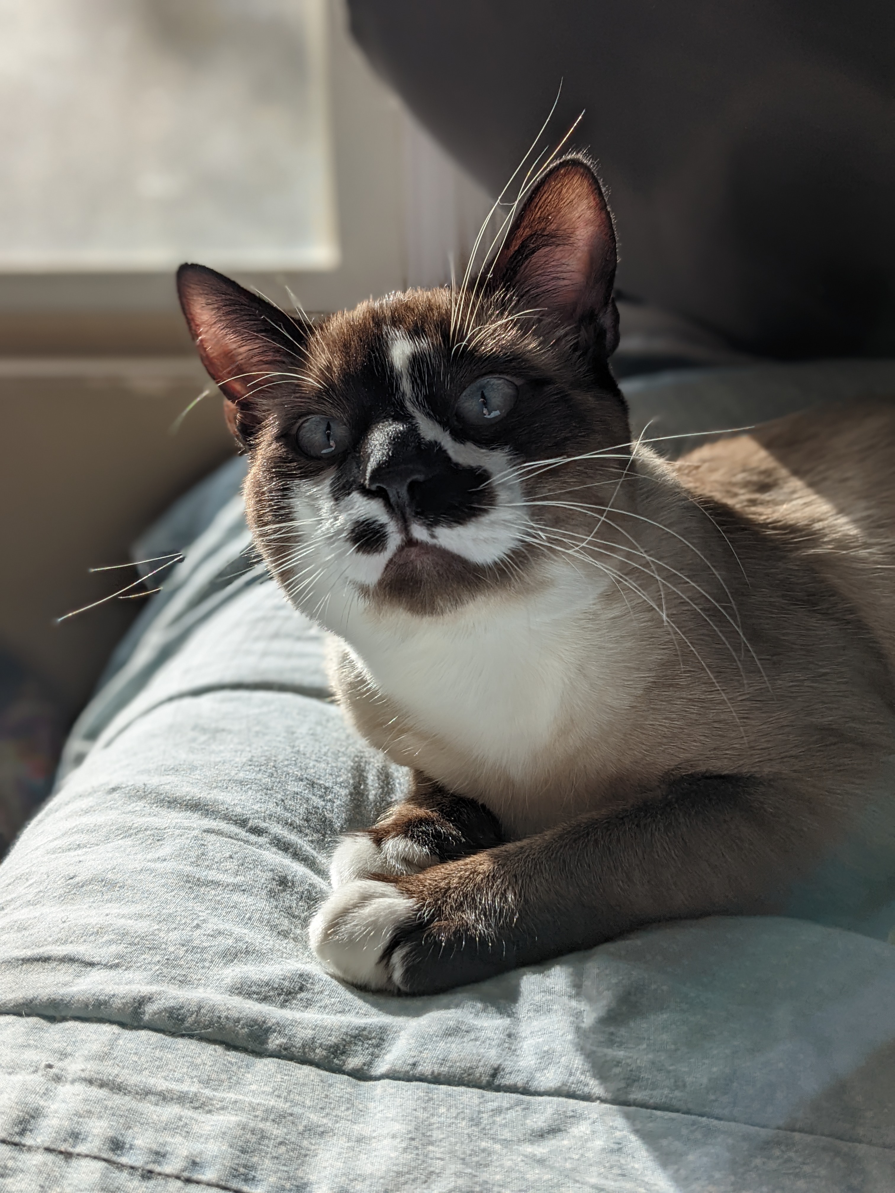 photo of cat named Kimchi