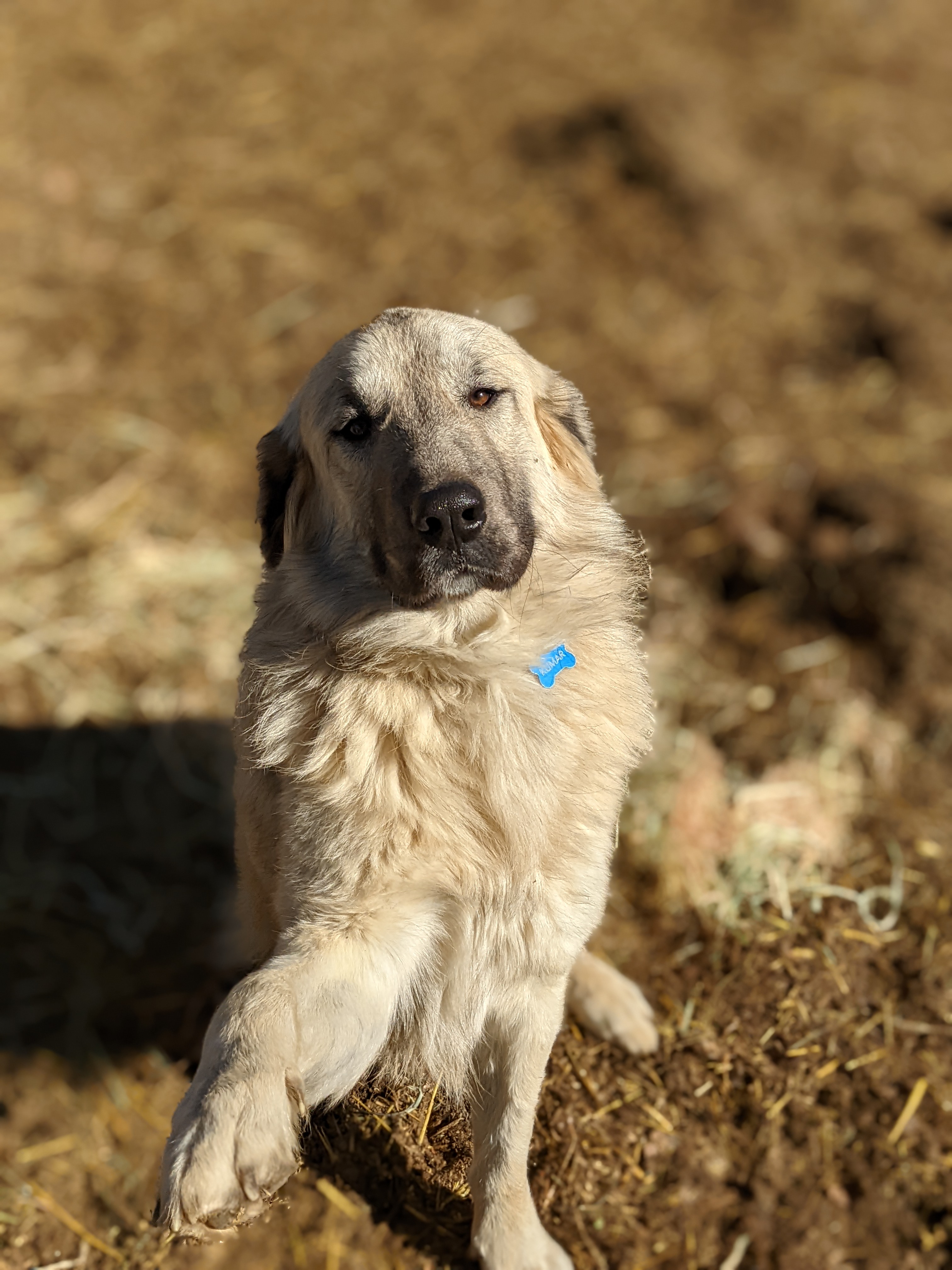 photo of dog named Kumar