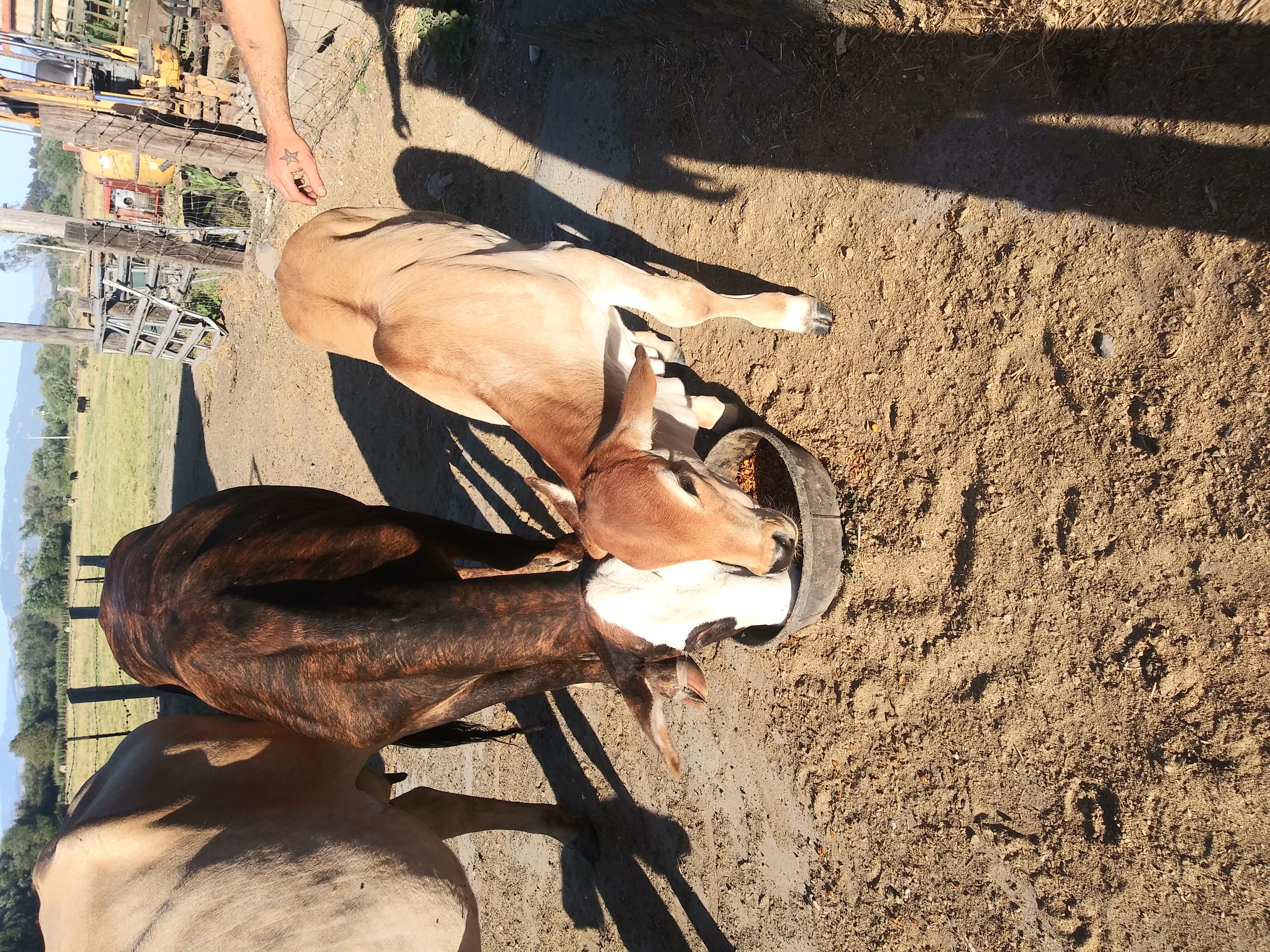 Wanda the cow's babies eating grain