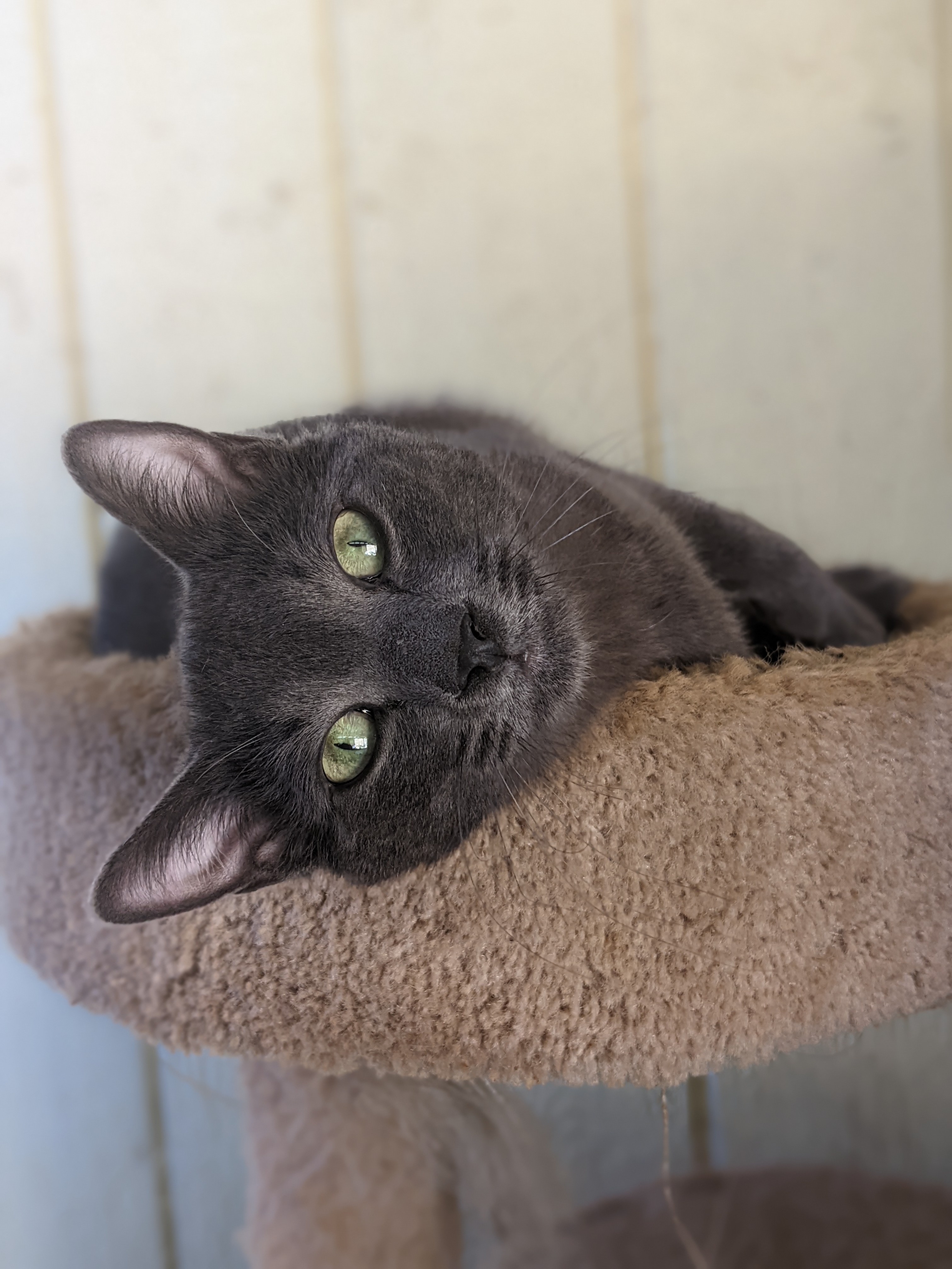 photo of cat named Scooby