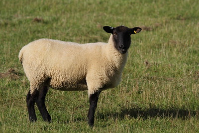 photo of Suffolk lamb