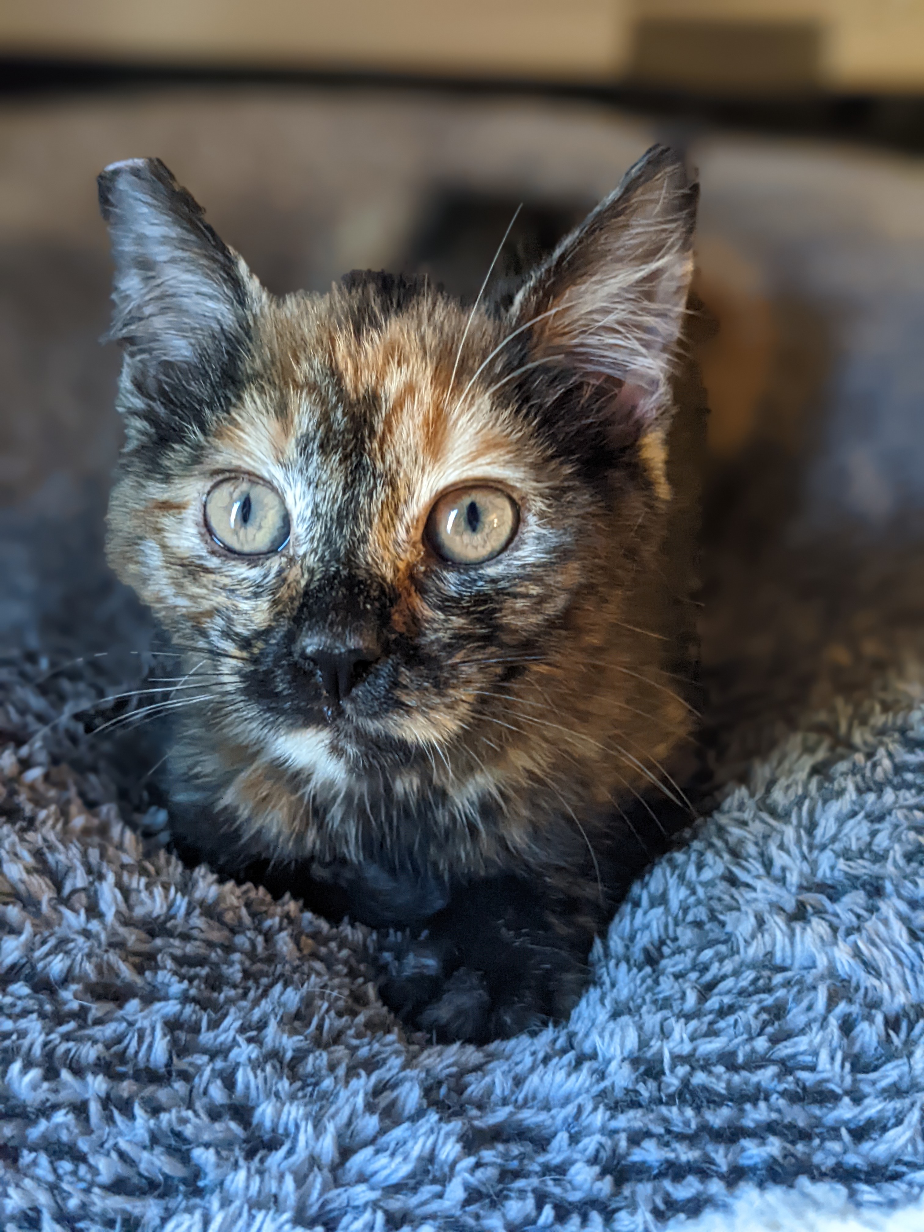 photo of cat named Torta