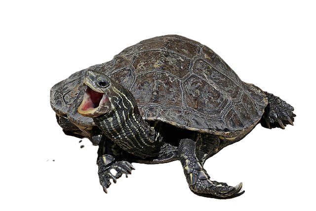 An European pond turtle