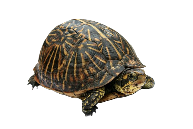 a small box turtle
