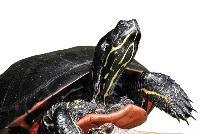 A northern red-bellied cooter