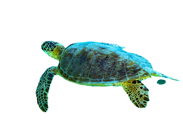 A Sea Turtle