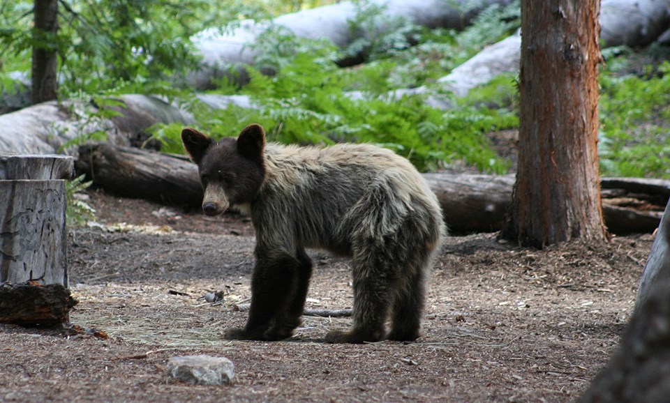 Juvenile Black Bear in forest