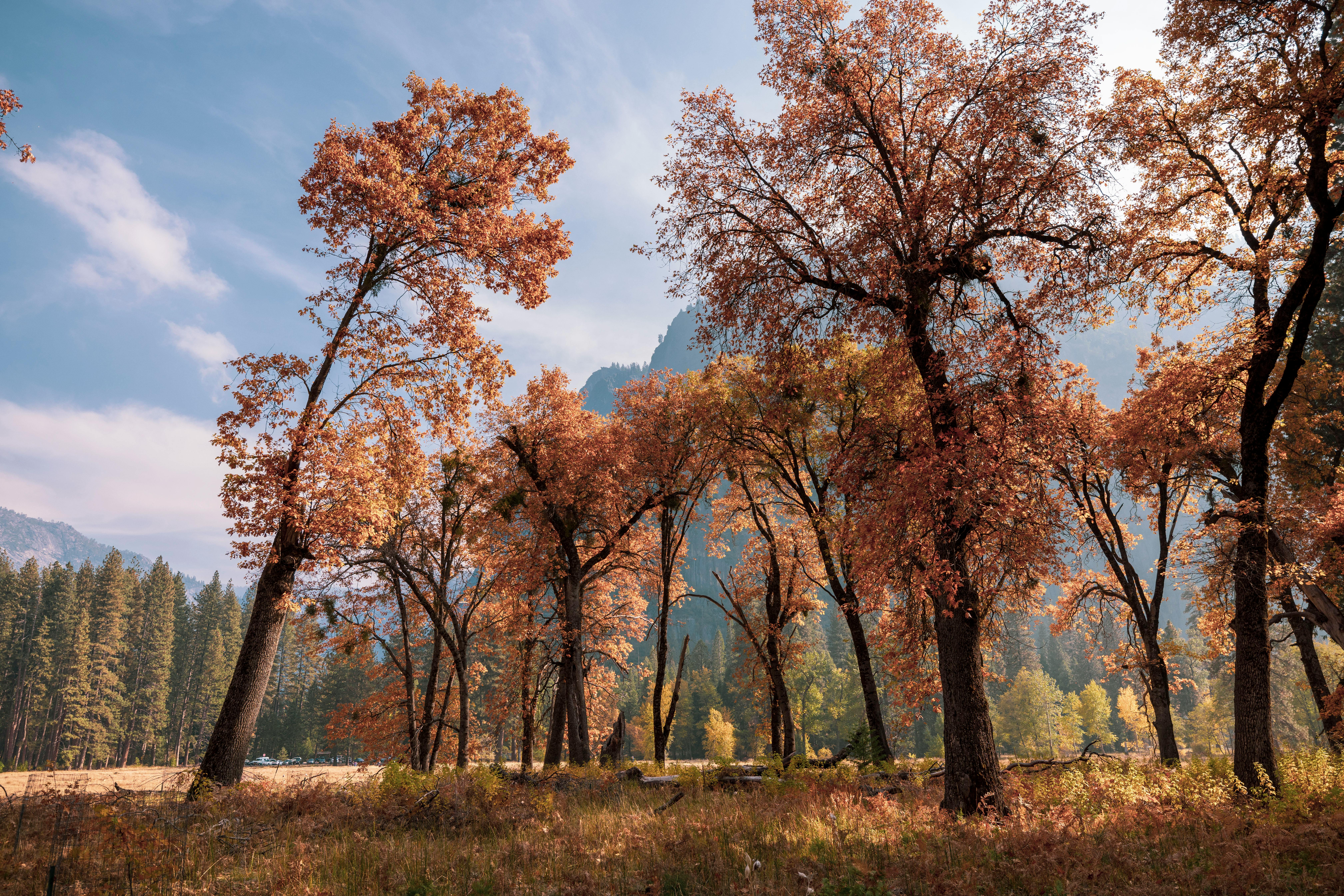 Black Oak in Yosemite meadow