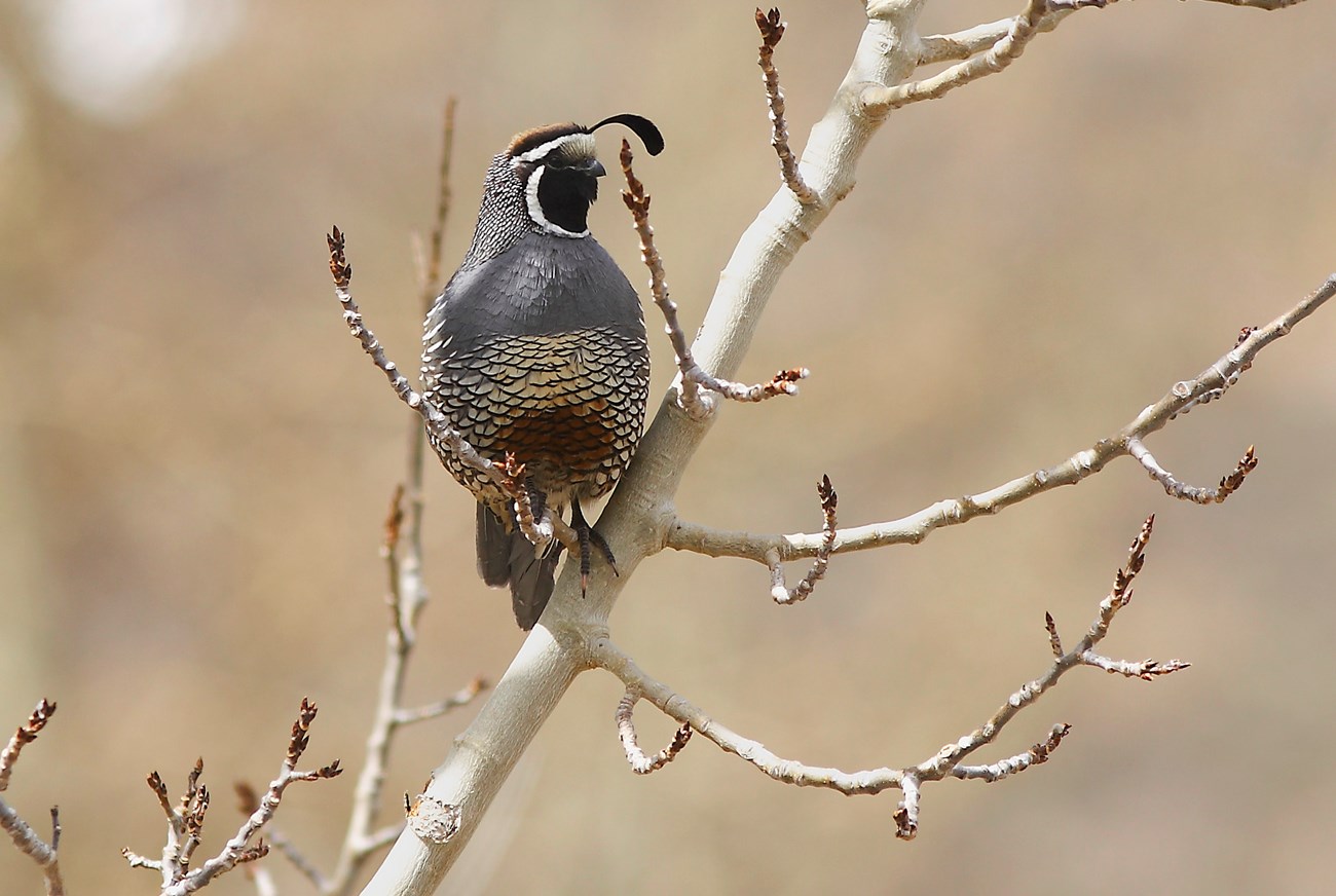 California Quail on a branch