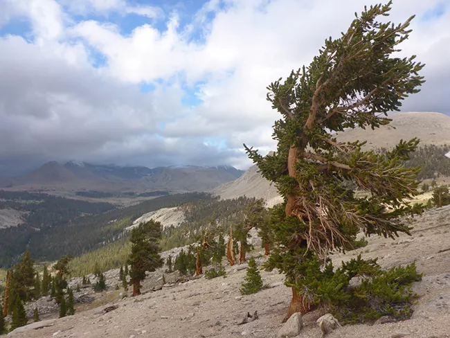 Foxtail Pine buckwheat growing out of rocks