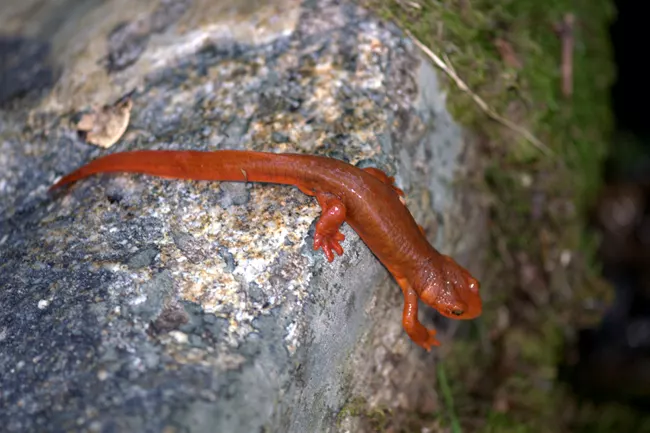 Red Newt on rock