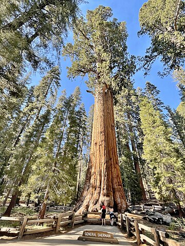General Sherman Tree