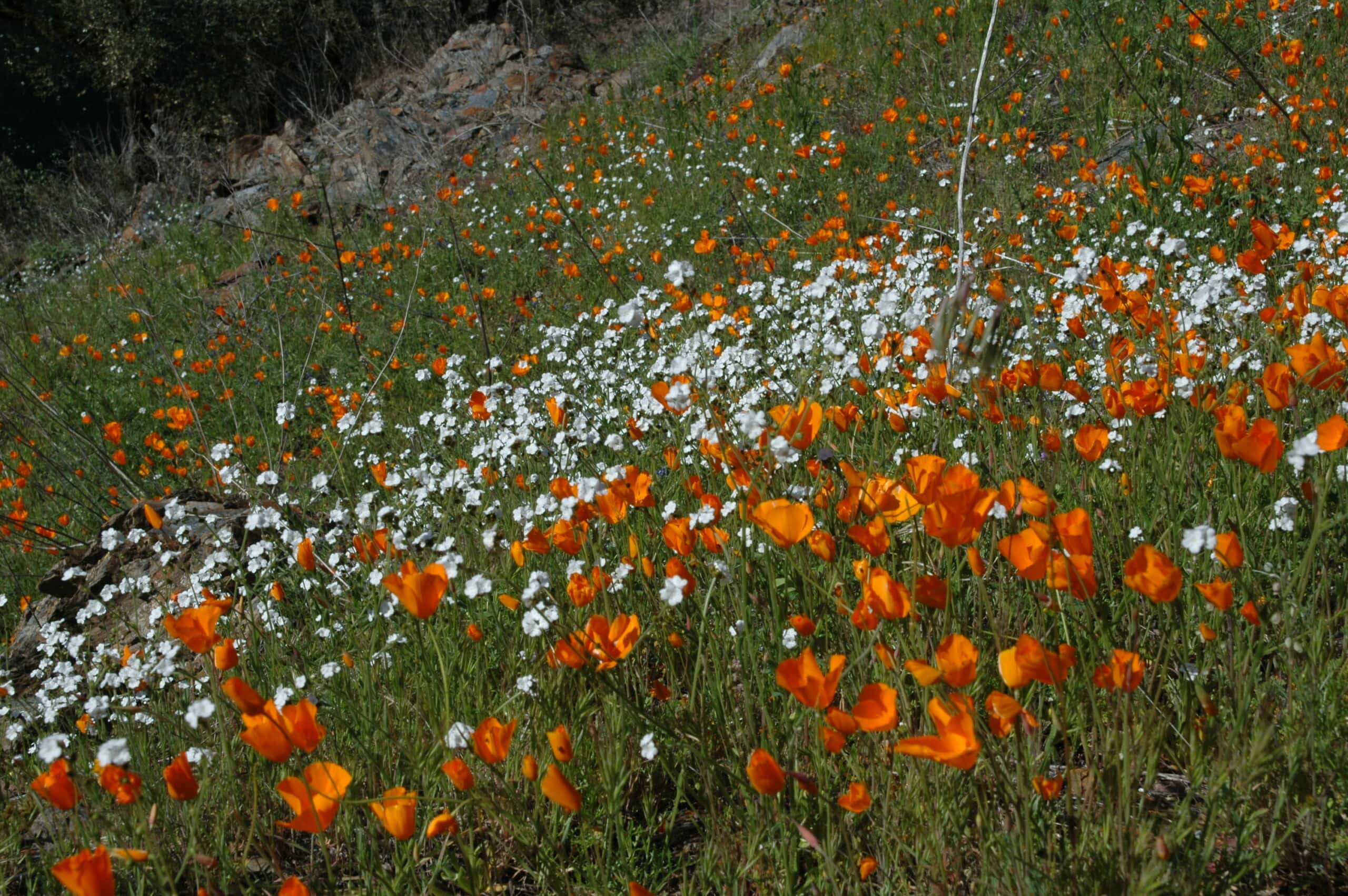 number of wildflowers