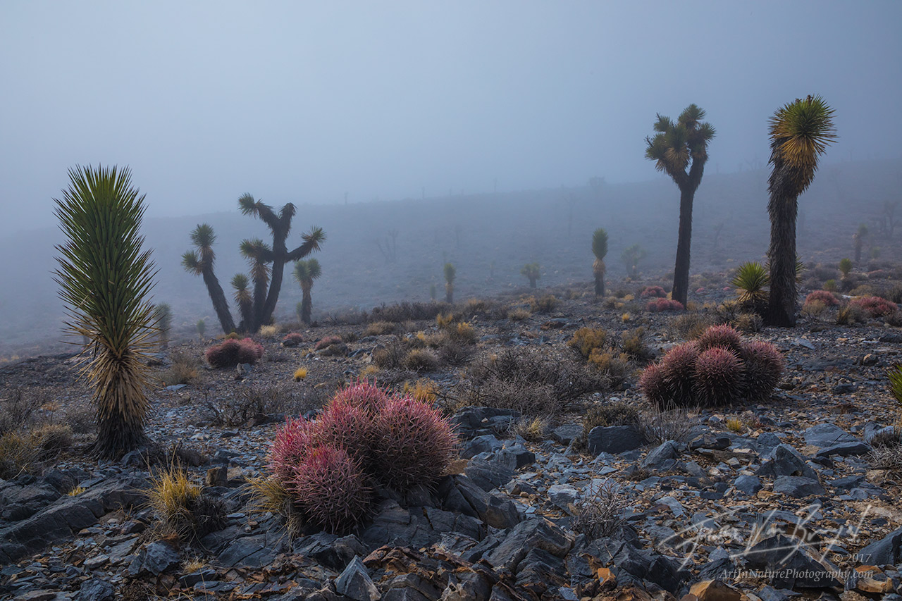 variety of cacti