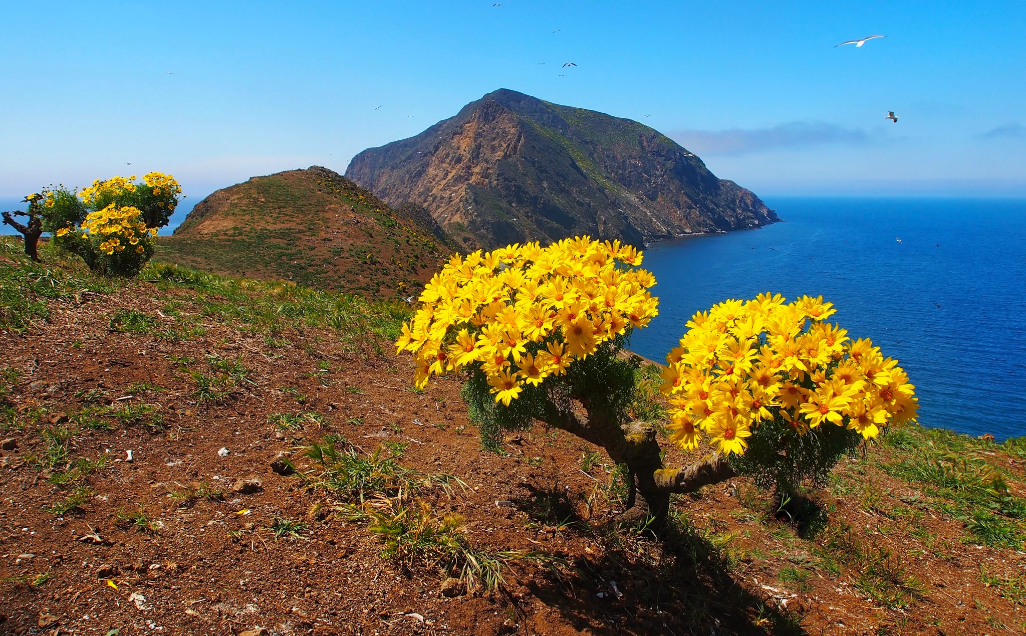 Giant Coreopsis on cliff