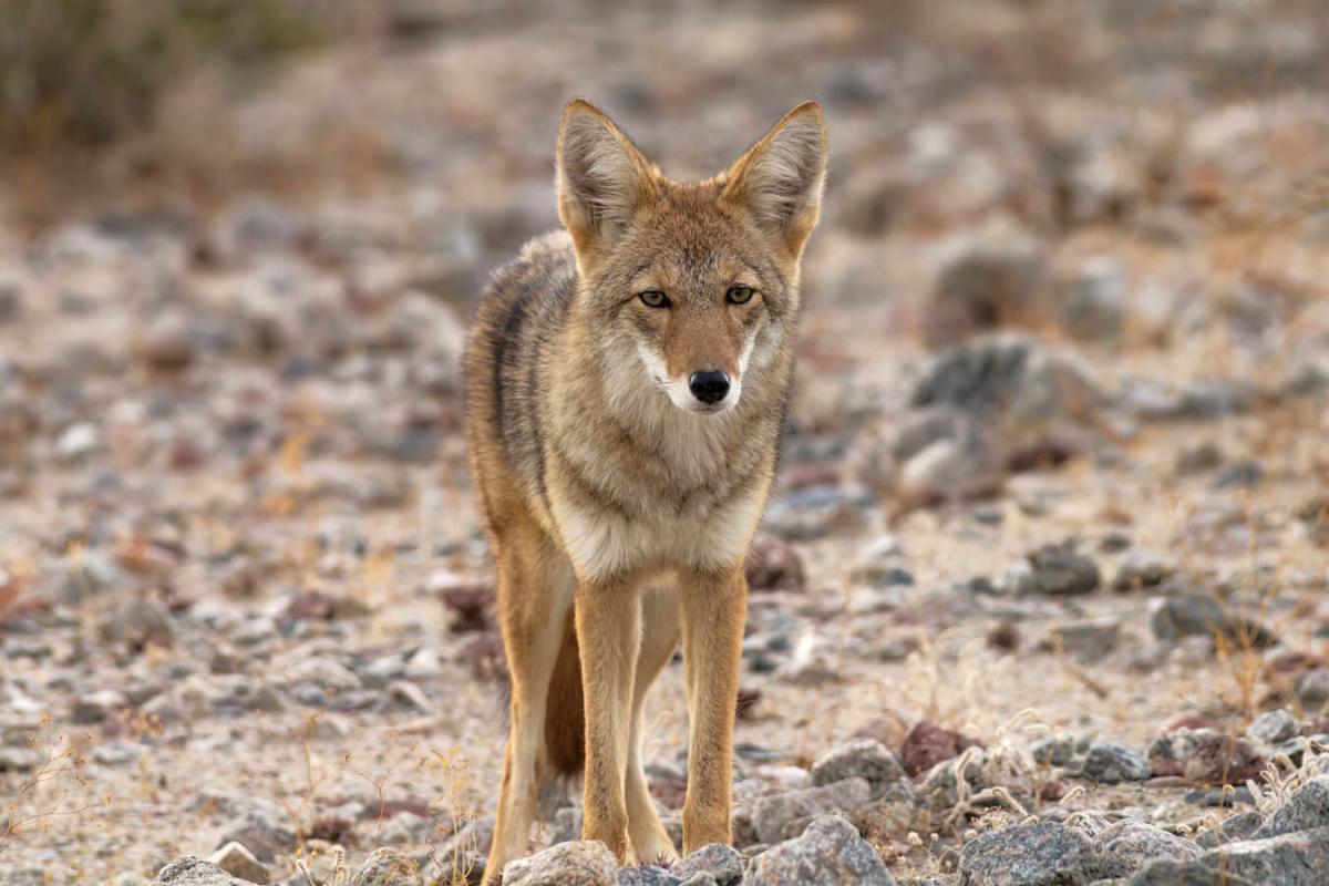 Coyote staring at camera