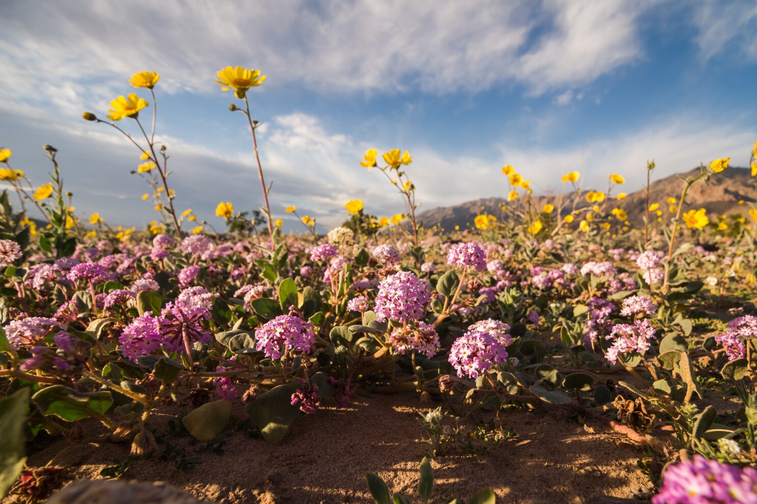 number of desert wildflowers