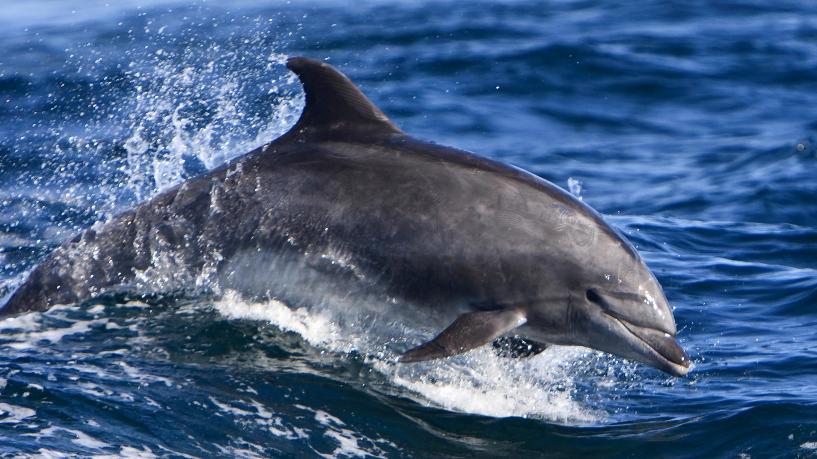 Bottlenose Dolphin jumping through water