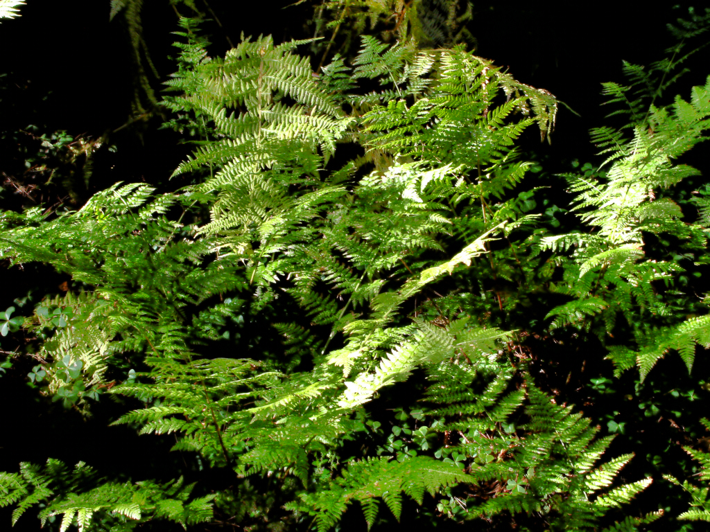 Spreading Wood Fern