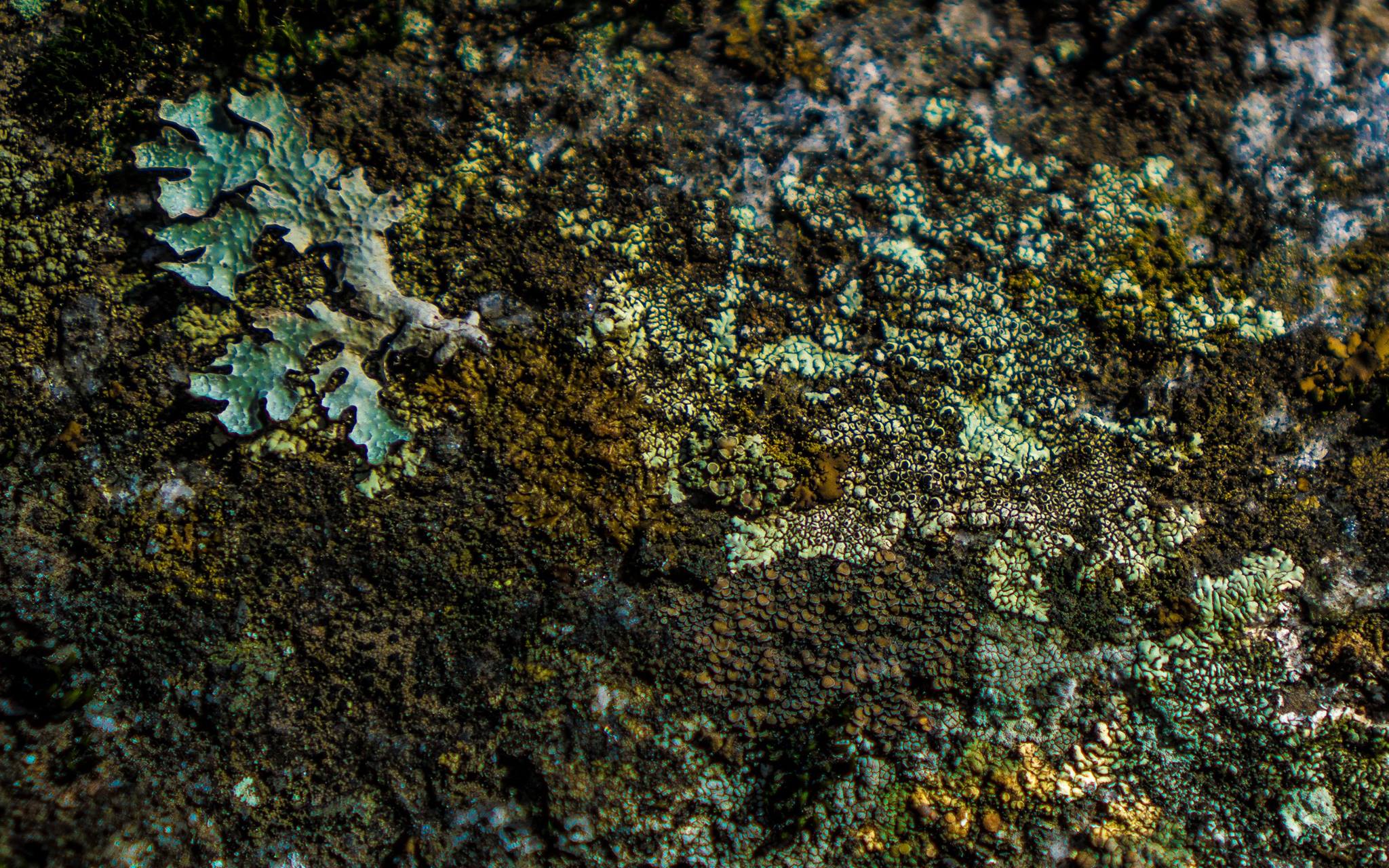 Lichen on rock