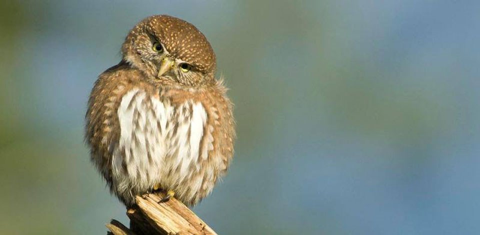 Northern Pygmy Owl on a branch