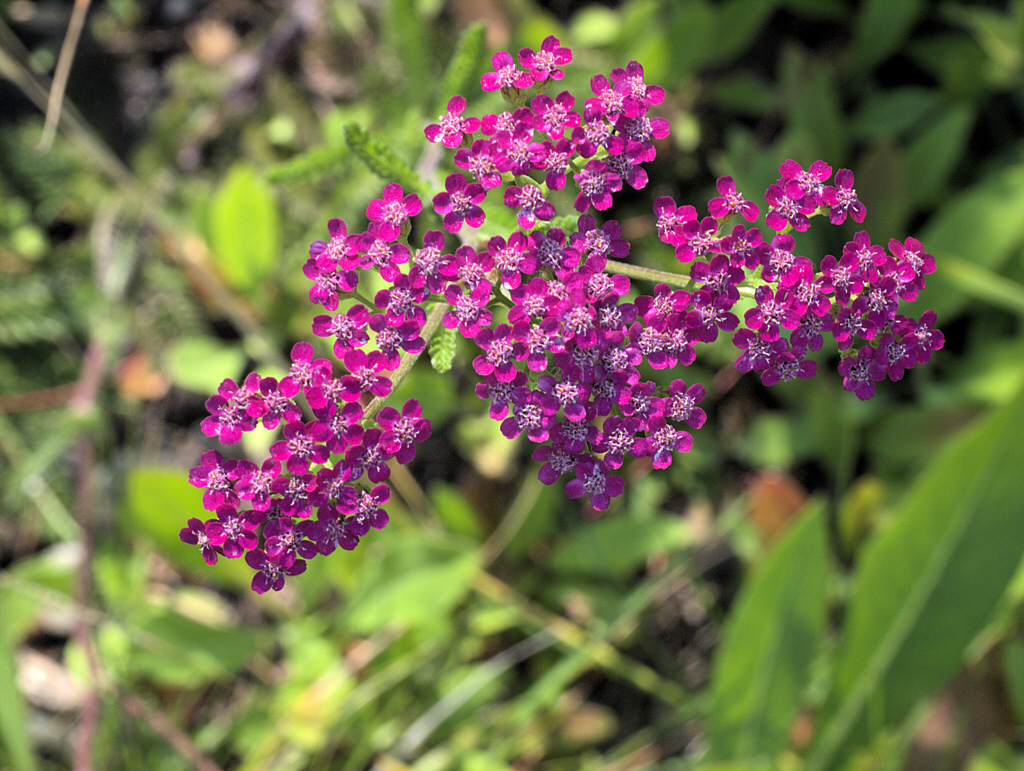 Island Pink flowers among greenery