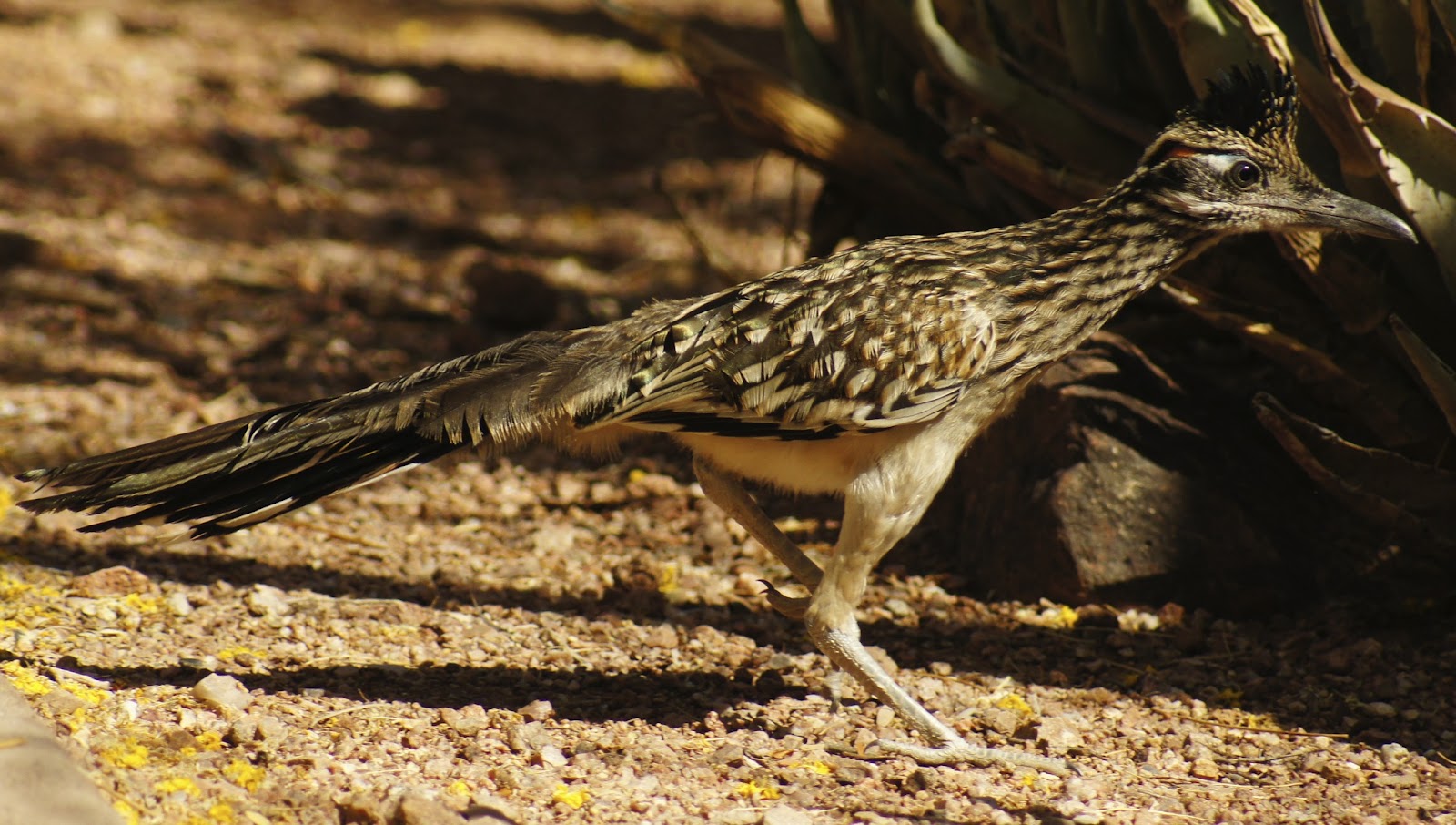 Road Runner in desert