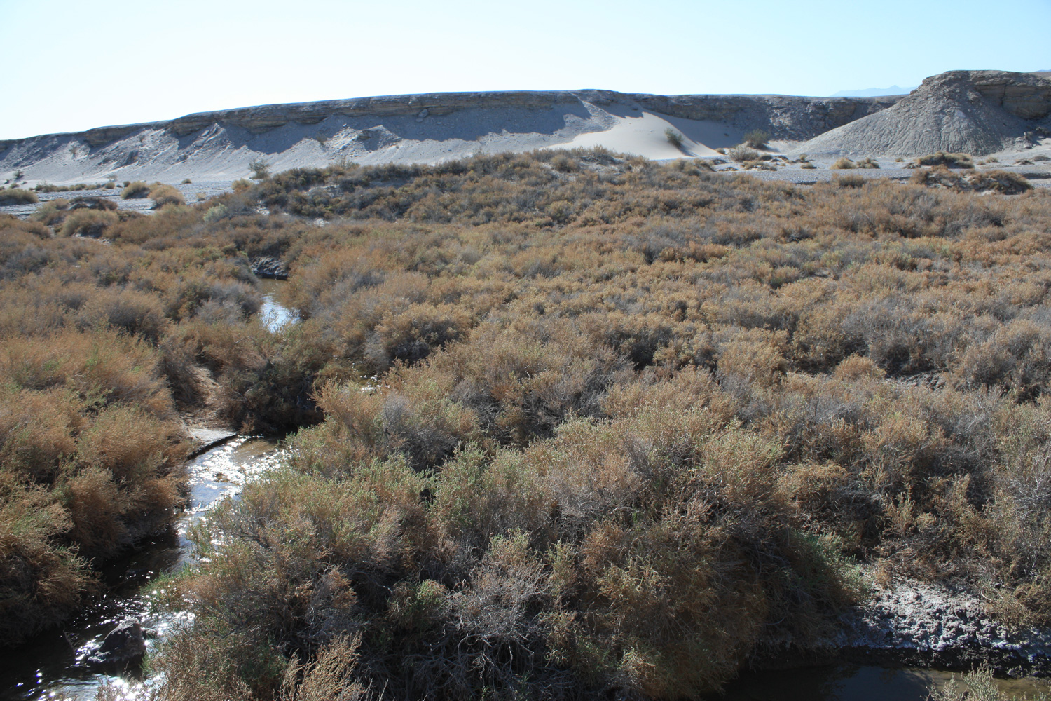 Salt Creek covered in salt grass