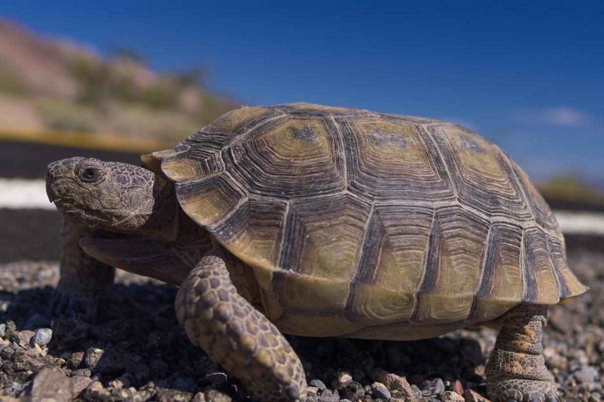 Desert Tortoise
